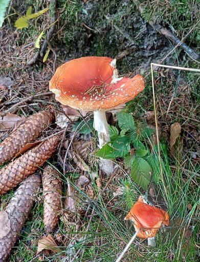 Der Fliegenpilz gehört in den herbstlichen Wald und die Oberlausitz
