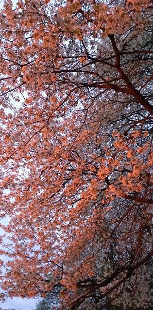 Die Kirschbaumblüte ganz in Rosa durch den Schein des Feuers